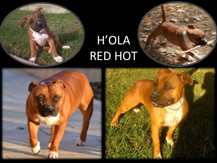 everybody ´s got H_'ola red hot