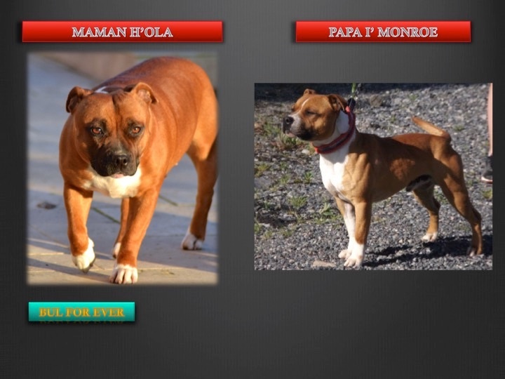 chiot Staffordshire Bull Terrier Bull For Ever