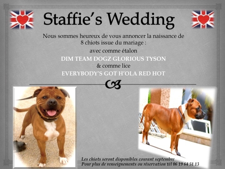 Bull For Ever - Staffordshire Bull Terrier - Portée née le 05/07/2014